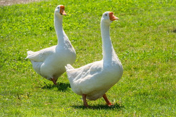 Two white big geese peacefully walking together in green grassy lawn on bright sunny day. Domestic goose, greylag goose or white goose, Anser cygnoides domesticus.
