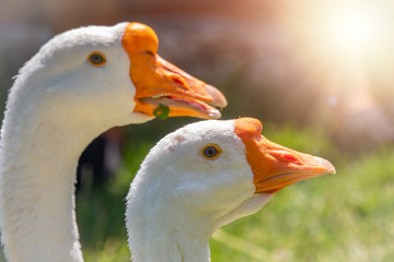 Portrait of two white geese on a bright sunny background.