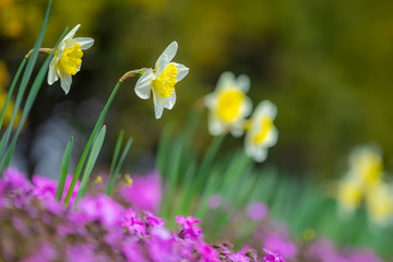 駒ヶ根　光前寺近くの水仙