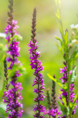 Summer Flowering Purple Loosestrife, Lythrum tomentosum on a green blured background.