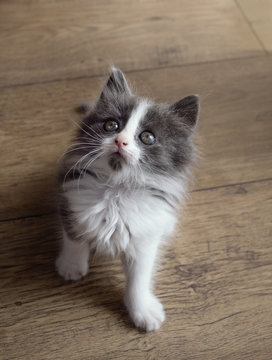 Gray-white fluffy kitten plays fun