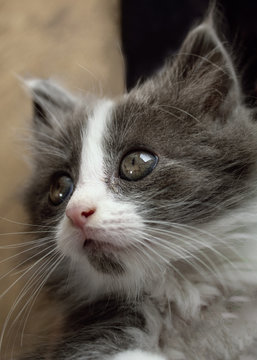 Gray and white fluffy kitten close-up, beautiful eyes and face