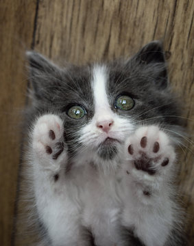 Gray and white fluffy kitten close-up, beautiful eyes and face