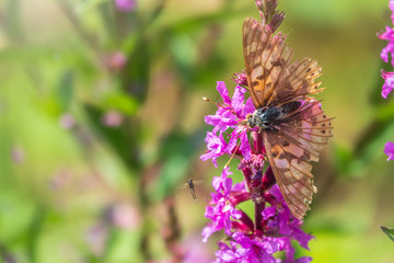 Butterfly Vanessa cardui with shabby wings sits on bright purple Loosestrife flower.