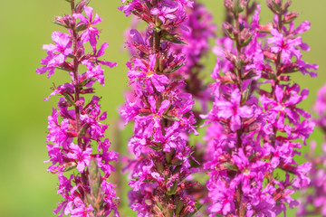Obraz premium Summer Flowering Purple Loosestrife, Lythrum tomentosum on a green blured background.