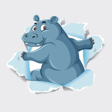Background template design with wild hippo on gray paper