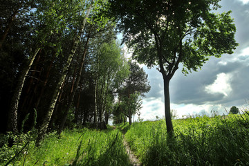 Skraj lasu na Roztoczu - okolice miejscowości Samsonówka