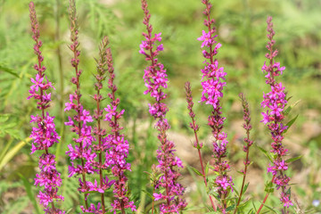 Summer Flowering Purple Loosestrife, Lythrum tomentosum on a green blured background.