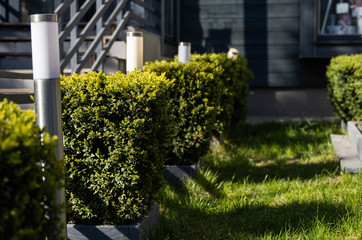 Planting of green bushes of square shape in perspective. Rectangular bushes on lawn.