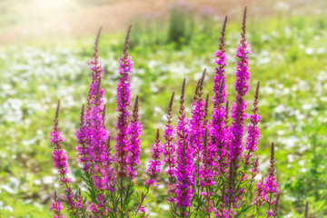 Summer Flowering Purple Loosestrife, Lythrum tomentosum on a green blured background.