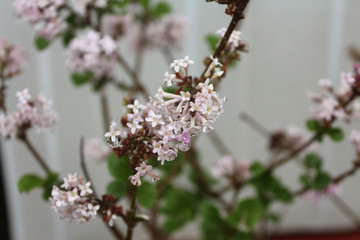 Flower in my garden after raining