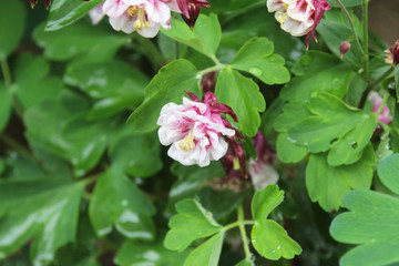 Flower in my garden after raining