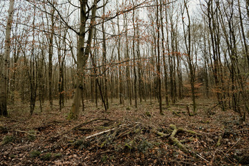 forest in the morning