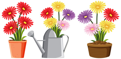 Colorful flowers in pots and watering can on white background