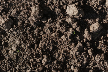 texture of dug earth in hard light with sprouting grass