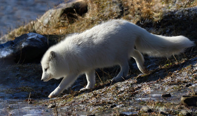 arctic fox in nature during spring © karlumbriaco