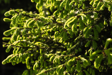 fresh spring branches on conifers in sunset light