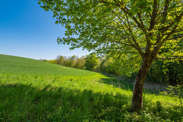 Fototapeta na wymiar Landschaft mit Feld und Bäumen bei Kuchelmiß