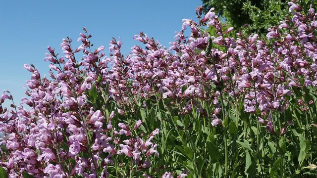 Salvia nemorosa | Sauge vivace 'Rose fonc&eacute;' aux longs &eacute;pis de petites fleurs roses lumineuse