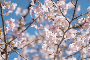 桜　風景　広告　素材　SNS　旅　旅行　クマノザクラ　晴れ　