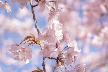 桜　風景　広告　素材　SNS　旅　旅行　クマノザクラ　晴れ　