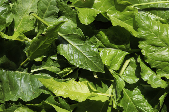 Photography of a bunch of spinach leaves for food background