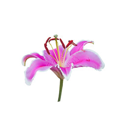 Pink lilies isolated