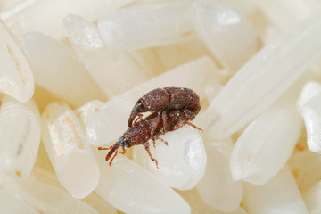 Close up of rice weevil mating