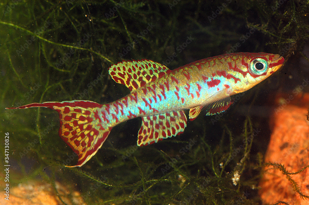 Wall mural African killifish Aohyosemin arnoldi, male.