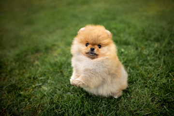 happy pomeranian spitz puppy playing on grass, top view