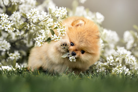 happy pomeranian spitz puppy playing with a blooming tree branch
