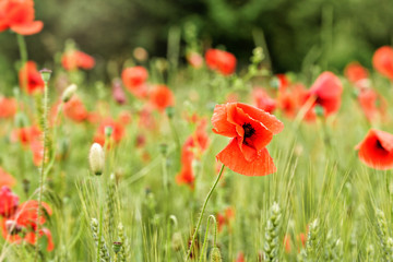 Field of wild red poppy flowers, petals wet from rain, green unripe wheat growing near