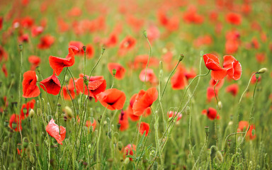 Fototapeta na wymiar Field of red wild poppies shallow depth of field photo