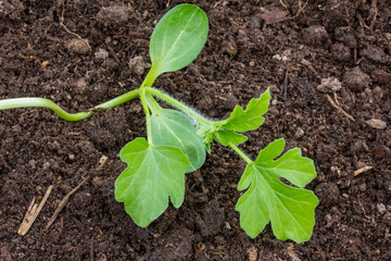 watermelon young sprout planted in humus in the greenhouse