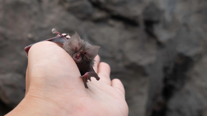 Coronavirus 2019-nCoV concept. Hand holding bat which is the viruses and disease.