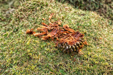 Pine cone llying chewed up on the ground