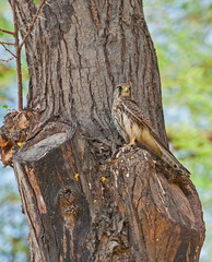 Wild female common kestrel perched on a tree trunk