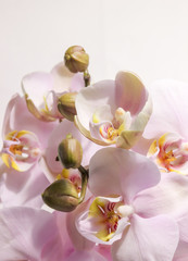Fototapeta premium Flowering tender orchids. Phalaenopsis flowers.