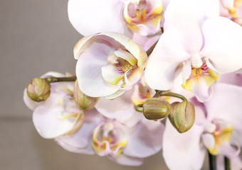 Obraz na płótnie Canvas Flowering tender orchids. Phalaenopsis flowers.