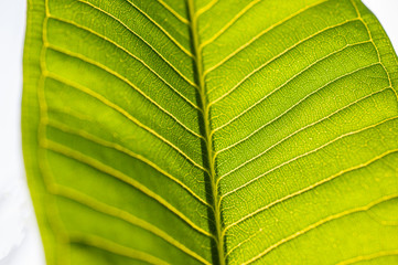 Abstract closeup of green leaf isolated on white background