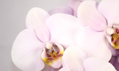 Fototapeta na wymiar Flowering tender orchids. Phalaenopsis flowers.