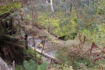 in the blue mountains (australia)