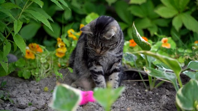 gray tabby cat plays with a clockwork pink mouse in the flowerbed, bright green saturated grass and rolls the mouse on the ground by his paw. Summer  time