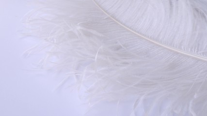 Light, delicate ostrich feather. White feather on a white