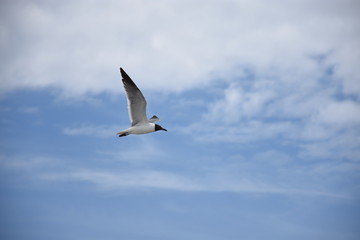 Fototapeta na wymiar Black-Headed Gull in Flight