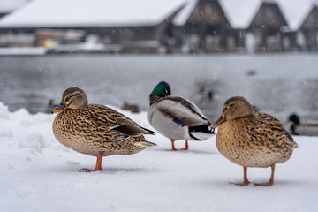 Mallards duck walk by Lake Konigssee Germany during snow in winter time