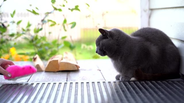 Russian blue cat is lying on the veranda  before the door against a green background. Children's hand gives a cat a clockwork pink mouse 