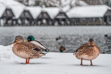 Mallards duck walk by Lake Konigssee Germany during snow in winter time