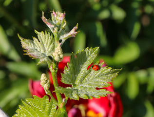 Grape inflorescence on the vine