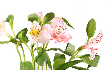Fototapeta na wymiar Beautiful lilies on white background